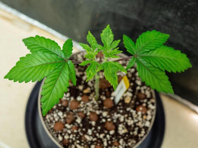 Cino's Ayahuasca Purple. Week 2