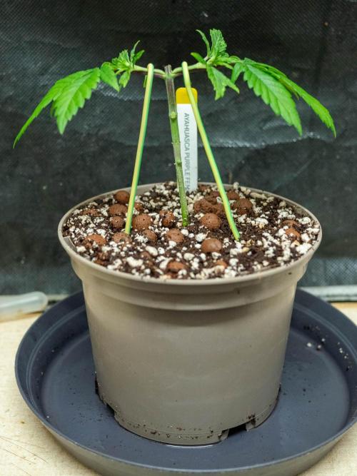 Cino's Ayahuasca Purple. Week 2