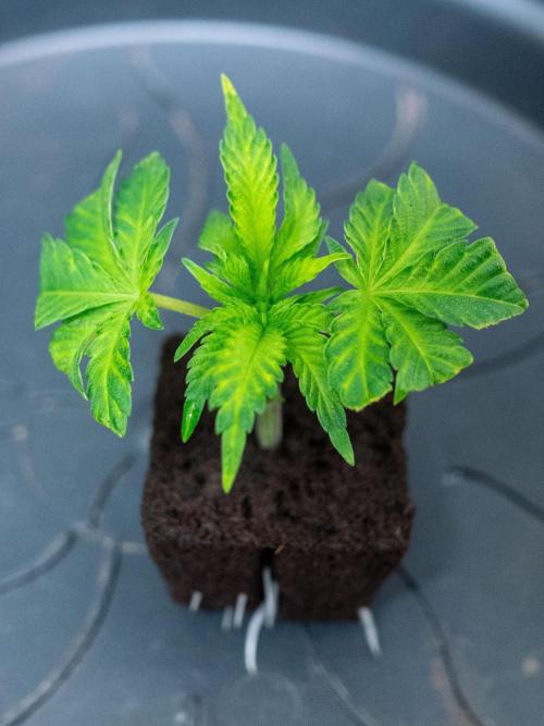 Cino's Ayahuasca Purple. Week 3