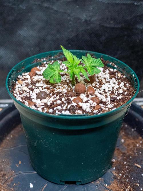 Cino's Ayahuasca Purple. Week 3