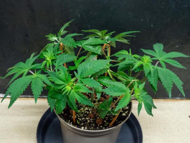 Cino's Ayahuasca Purple. Week 4