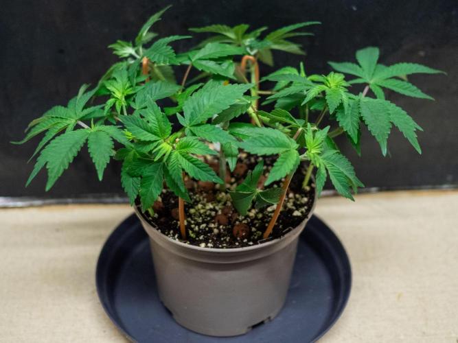 Cino's Ayahuasca Purple. Week 4