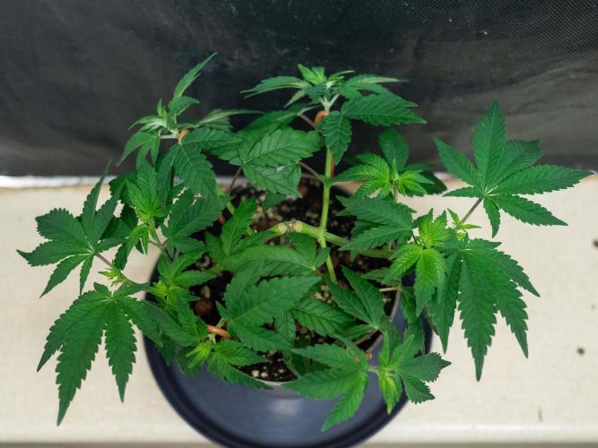 Cino's Ayahuasca Purple. Week 4