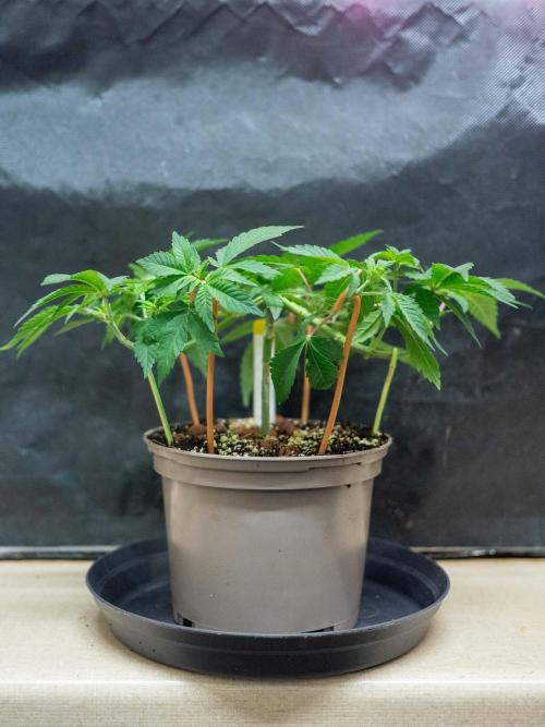 Cino's Ayahuasca Purple. Week 4