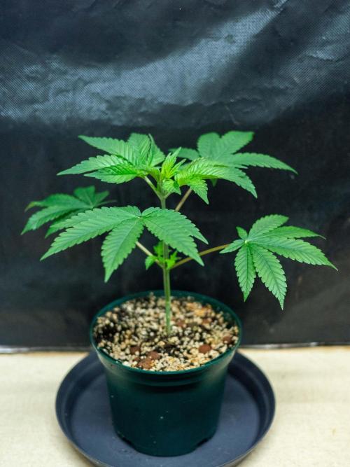 Cino's Ayahuasca Purple. Week 4