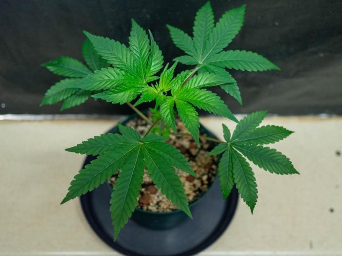 Cino's Ayahuasca Purple. Week 4