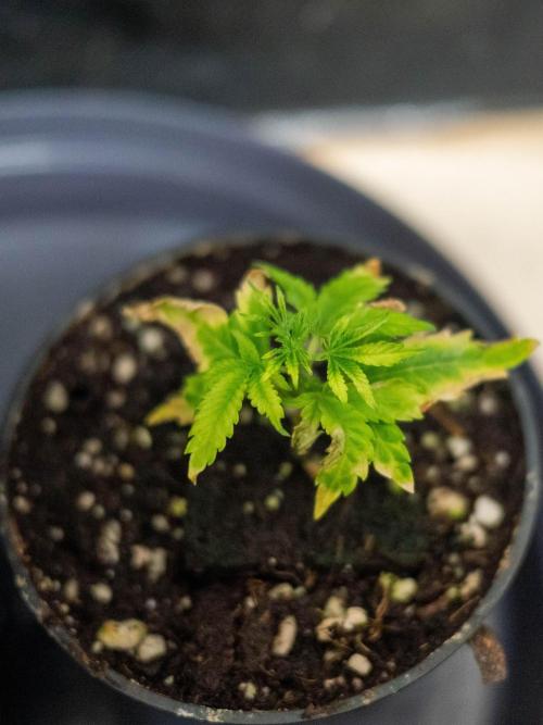 Cino's Ayahuasca Purple. Week 4