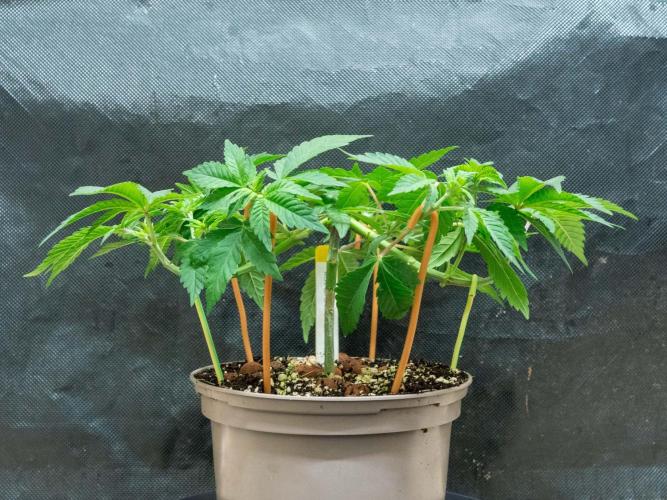 Cino's Ayahuasca Purple. Week 5