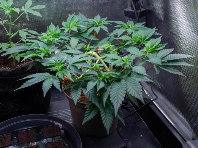 Cino's Ayahuasca Purple. Week 5
