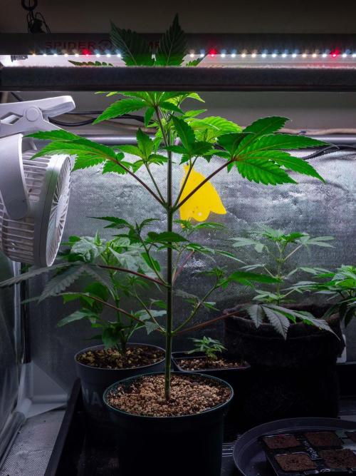 Cino's Ayahuasca Purple. Week 5