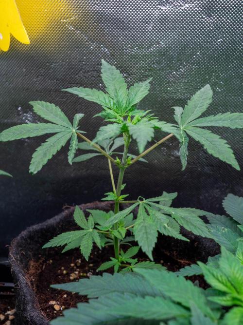 Cino's Ayahuasca Purple. Week 5