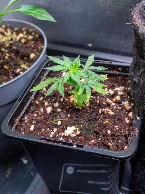 Cino's Ayahuasca Purple. Week 5