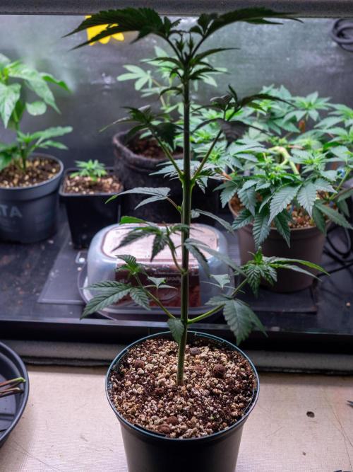 Cino's Ayahuasca Purple. Week 5