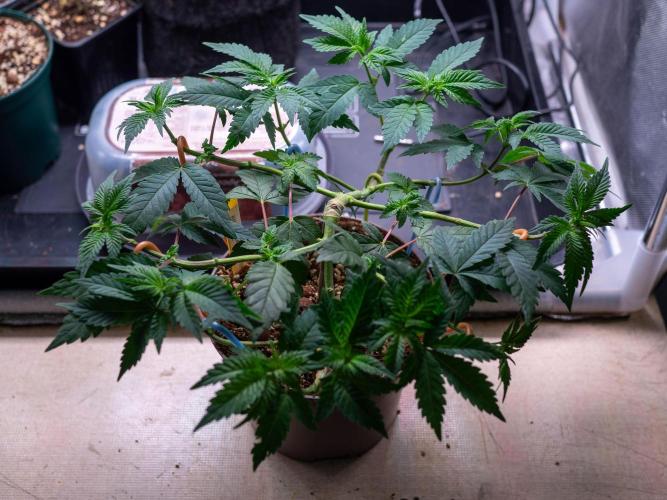 Cino's Ayahuasca Purple. Week 5