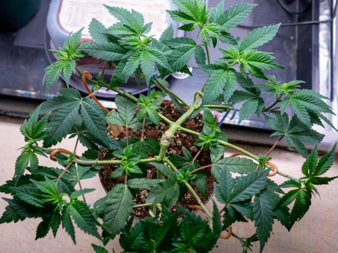 Cino's Ayahuasca Purple. Week 5