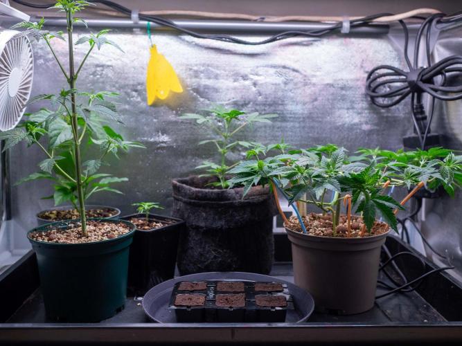 Cino's Ayahuasca Purple. Week 5