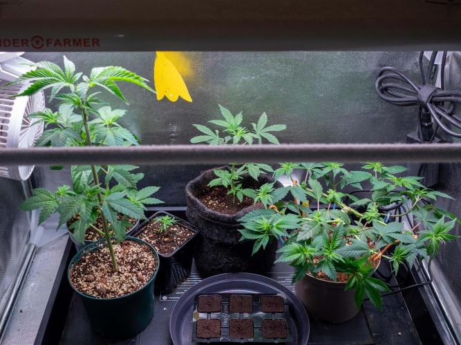 Cino's Ayahuasca Purple. Week 5