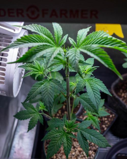 Cino's Ayahuasca Purple. Week 5