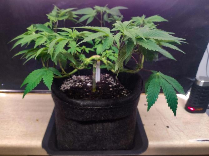 Cino's Ayahuasca Purple. Week 6