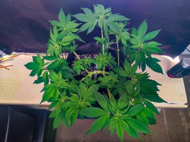 Cino's Ayahuasca Purple. Week 6
