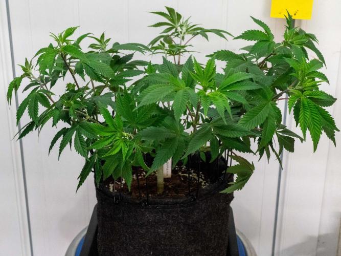 Cino's Ayahuasca Purple. Week 7