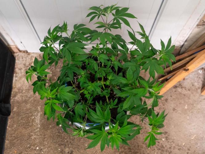 Cino's Ayahuasca Purple. Week 7
