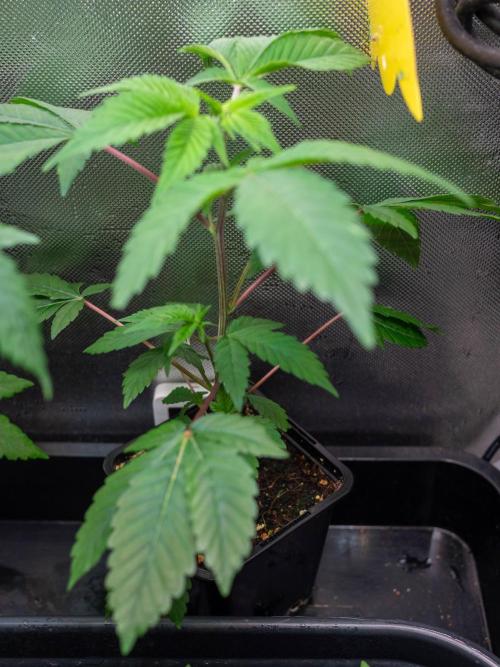 Cino's Ayahuasca Purple. Week 7