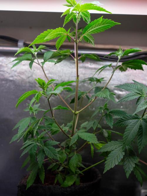 Cino's Ayahuasca Purple. Week 7