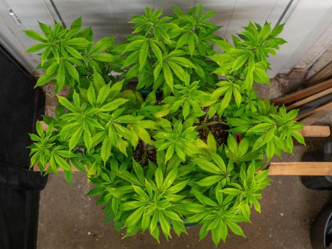 Cino's Ayahuasca Purple. Week 8