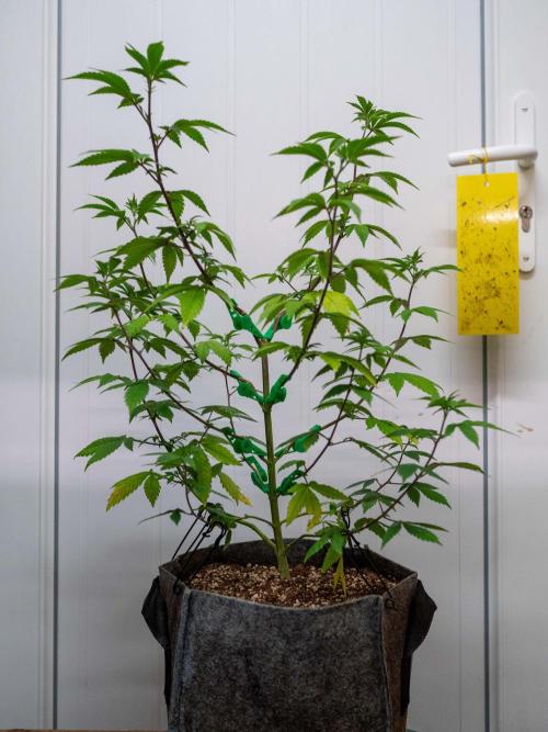 Cino's Ayahuasca Purple. Week 8