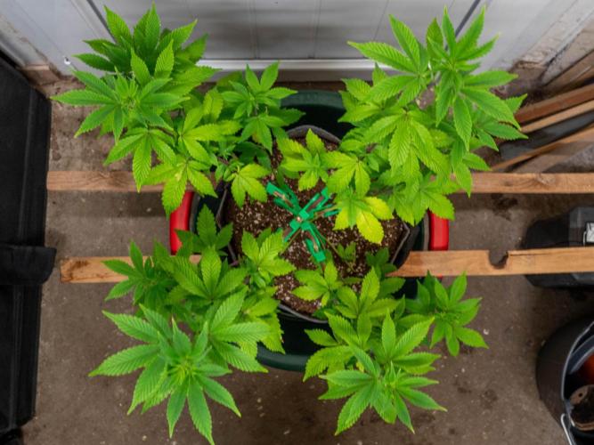 Cino's Ayahuasca Purple. Week 8