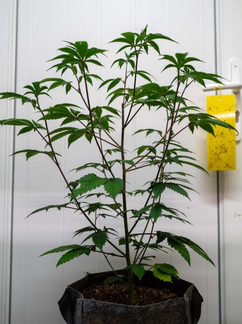 Cino's Ayahuasca Purple. Week 8