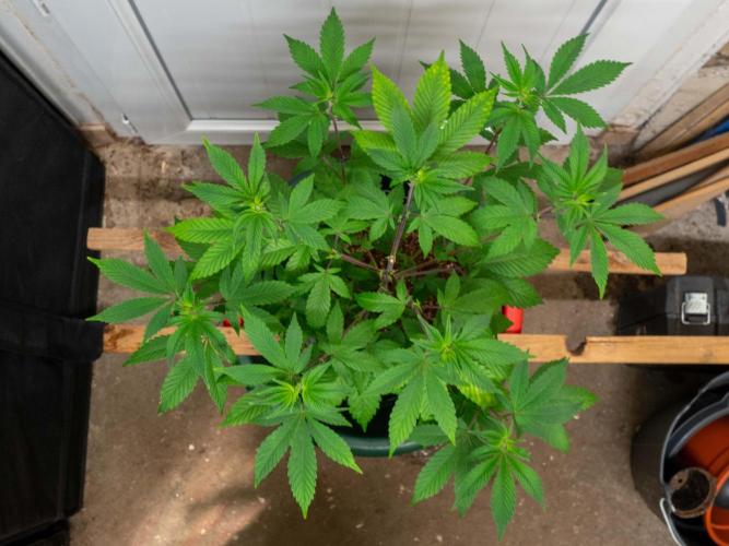 Cino's Ayahuasca Purple. Week 8