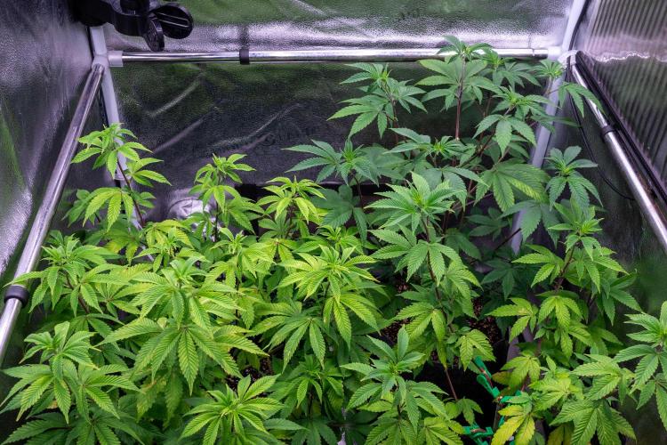 Cino's Ayahuasca Purple. Week 8