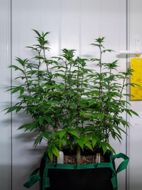 Cino's Ayahuasca Purple. Week 9