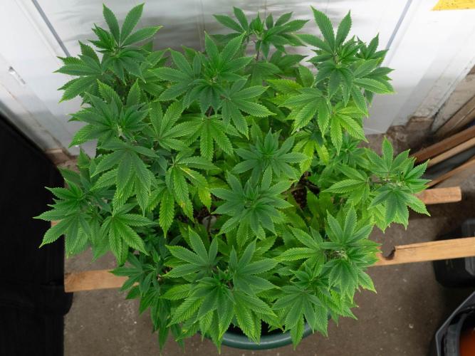 Cino's Ayahuasca Purple. Week 9