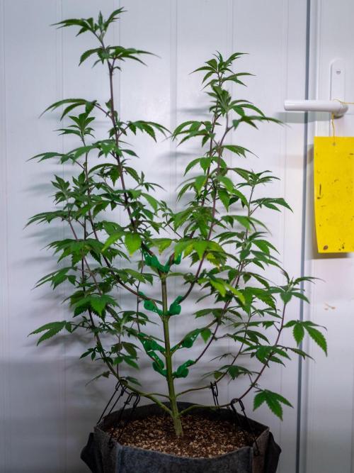Cino's Ayahuasca Purple. Week 9