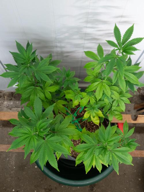 Cino's Ayahuasca Purple. Week 9