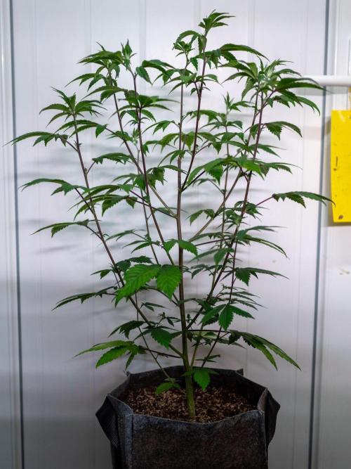 Cino's Ayahuasca Purple. Week 9