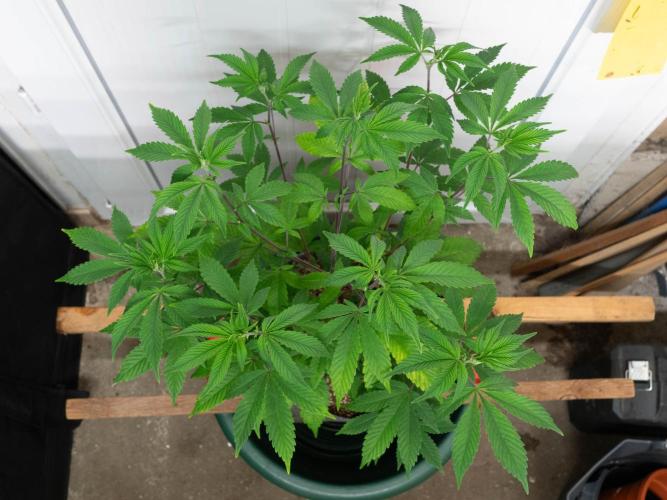 Cino's Ayahuasca Purple. Week 9