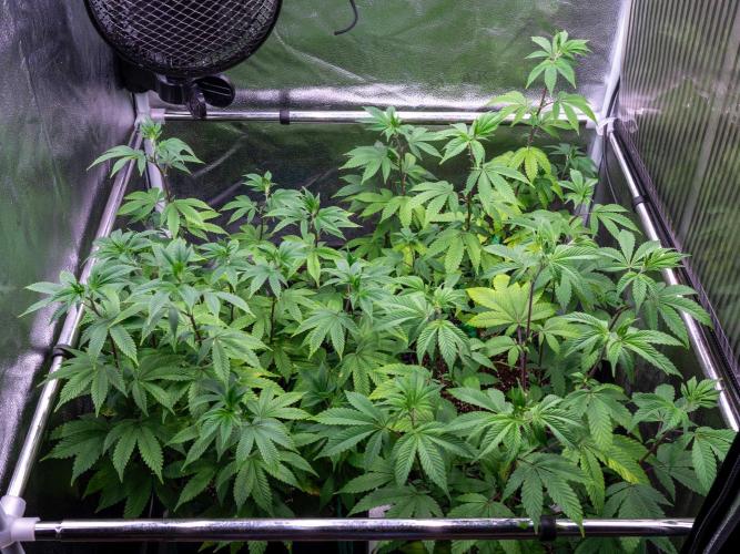 Cino's Ayahuasca Purple. Week 9
