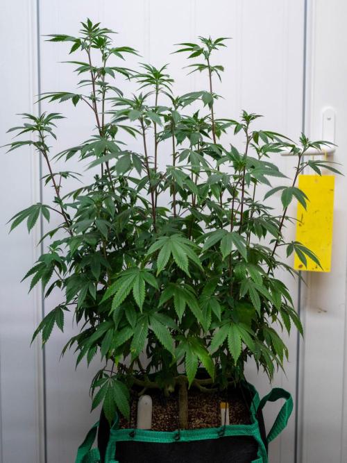 Cino's Ayahuasca Purple. Week 10
