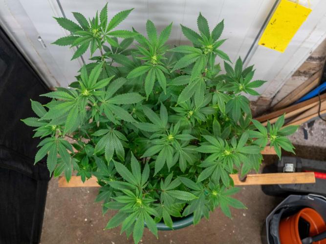 Cino's Ayahuasca Purple. Week 10