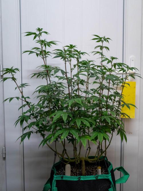 Cino's Ayahuasca Purple. Week 10