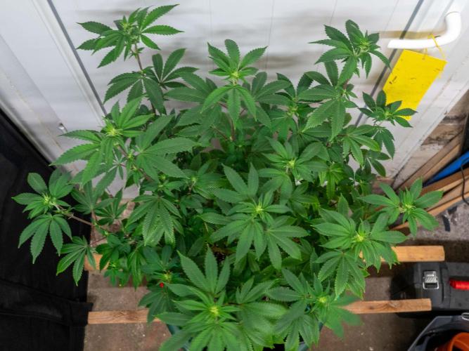 Cino's Ayahuasca Purple. Week 10