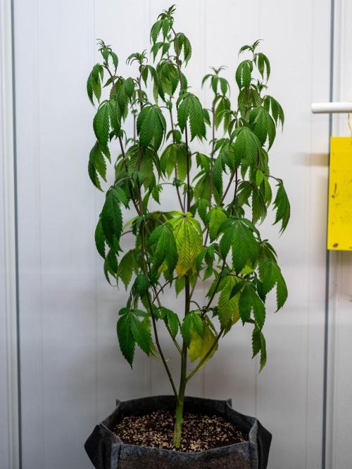 Cino's Ayahuasca Purple. Week 10
