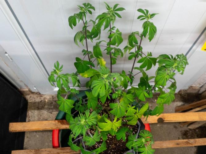 Cino's Ayahuasca Purple. Week 10
