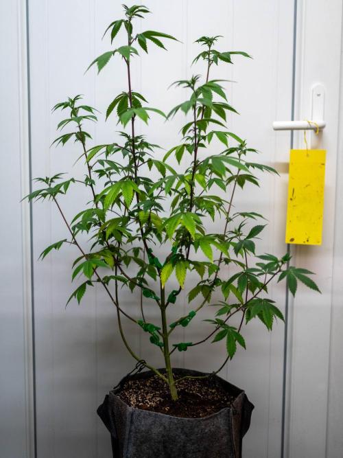 Cino's Ayahuasca Purple. Week 10