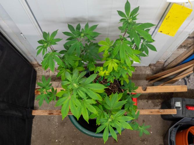 Cino's Ayahuasca Purple. Week 10