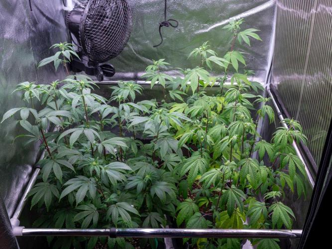 Cino's Ayahuasca Purple. Week 10